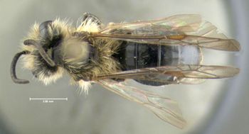 Media type: image;   Entomology 609504 Aspect: habitus dorsal view